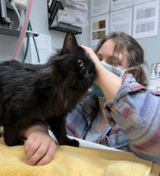 Illustration de l'article : Une chatte victime d'un accident grave fait un voyage de 11 000 kilomètres pour être soignée