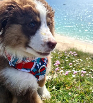 Illustration de l'article : Toujours sans nouvelles de son chien Sunny, elle crée une association pour soutenir les propriétaires de chiens volés