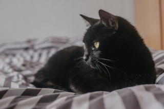 Illustration de l'article : Elan de solidarité pour retrouver une chatte disparue sur une aire d'autoroute depuis des mois