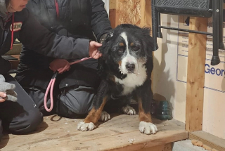 Illustration de l'article : Une chienne en fugue échappe à toutes les tentatives de sauvetage pendant 4 jours, mais la détermination des bénévoles n'a jamais failli