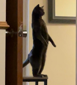 Illustration de l'article : 20 photos de chats nous laissant penser qu'ils vivent dans une tout autre dimension