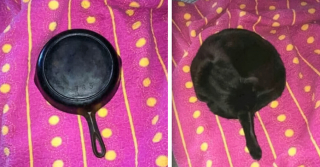 Illustration de l'article : 20 photos de chats nous laissant penser qu'ils vivent dans une tout autre dimension