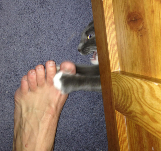 Illustration de l'article : 20 photos de chats nous laissant penser qu'ils vivent dans une tout autre dimension