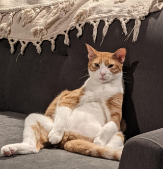 Illustration de l'article : 20 photos de chats nous laissant penser qu'ils vivent dans une tout autre dimension