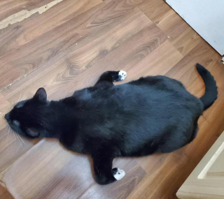 Illustration de l'article : 20 photos de chats nous laissant penser qu'ils vivent dans une tout autre dimension