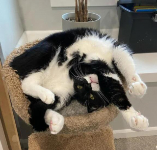 Illustration de l'article : 20 photos de chats nous laissant penser qu'ils vivent dans une tout autre dimension