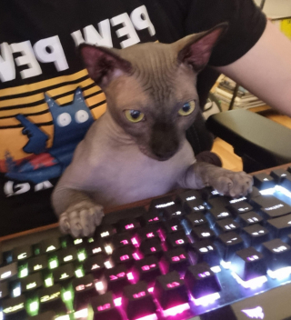 Illustration de l'article : 20 photos de chats nous laissant penser qu'ils vivent dans une tout autre dimension