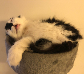 Illustration de l'article : 20 photos de chats nous laissant penser qu'ils vivent dans une tout autre dimension