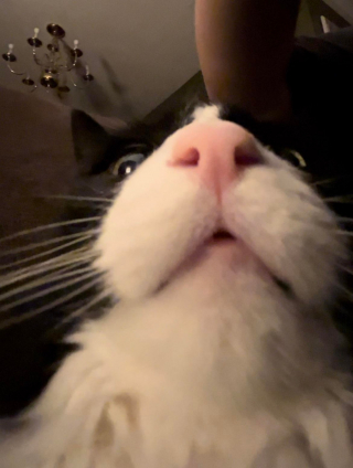 Illustration de l'article : 20 photos de chats nous laissant penser qu'ils vivent dans une tout autre dimension