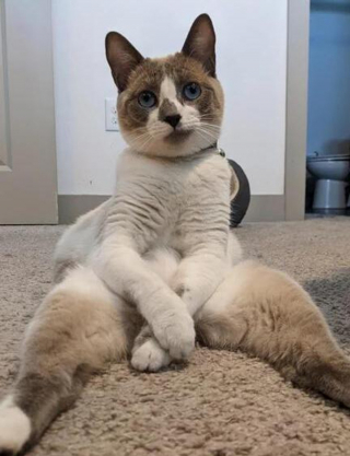 Illustration de l'article : 20 photos de chats nous laissant penser qu'ils vivent dans une tout autre dimension