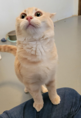 Illustration de l'article : 20 photos de chats nous laissant penser qu'ils vivent dans une tout autre dimension