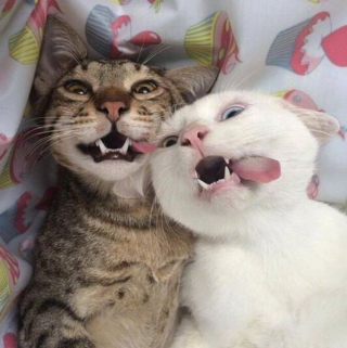 Illustration de l'article : 20 photos de chats nous laissant penser qu'ils vivent dans une tout autre dimension