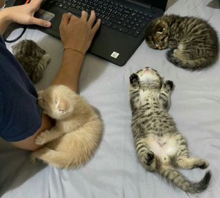 Illustration de l'article : 20 photos de chats nous laissant penser qu'ils vivent dans une tout autre dimension