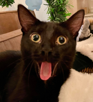 Illustration de l'article : 20 photos de chats nous laissant penser qu'ils vivent dans une tout autre dimension