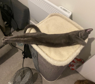 Illustration de l'article : 20 photos de chats nous laissant penser qu'ils vivent dans une tout autre dimension