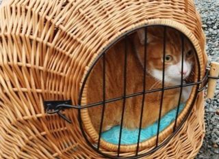 Illustration de l'article : Le ras-le-bol de la SPA après la découverte d'un chat abandonné sur un parking