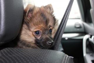 Illustration de l'article : Un chien est laissé seul dans la voiture de son maître par près de 40°C, passants et policiers interviennent