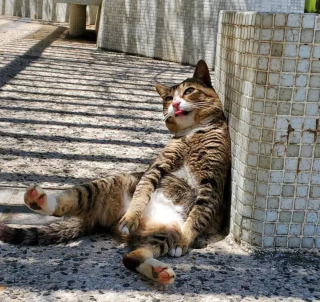 Illustration de l'article : 20 photos de chats s'offrant un agréable bain de soleil
