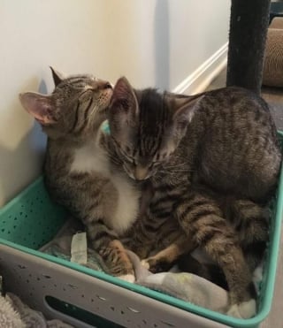 Illustration de l'article : Après avoir perdu son frère, ce chaton réclame constamment de l'attention jusqu'à ce qu'il déniche son âme soeur