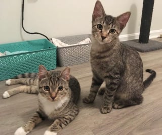Illustration de l'article : Après avoir perdu son frère, ce chaton réclame constamment de l'attention jusqu'à ce qu'il déniche son âme soeur