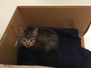 Illustration de l'article : Après avoir perdu son frère, ce chaton réclame constamment de l'attention jusqu'à ce qu'il déniche son âme soeur