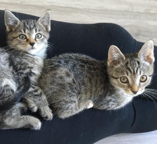 Illustration de l'article : Après avoir perdu son frère, ce chaton réclame constamment de l'attention jusqu'à ce qu'il déniche son âme soeur