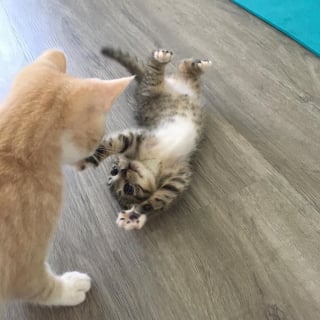 Illustration de l'article : Après avoir perdu son frère, ce chaton réclame constamment de l'attention jusqu'à ce qu'il déniche son âme soeur