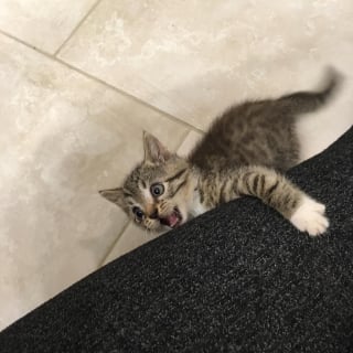 Illustration de l'article : Après avoir perdu son frère, ce chaton réclame constamment de l'attention jusqu'à ce qu'il déniche son âme soeur