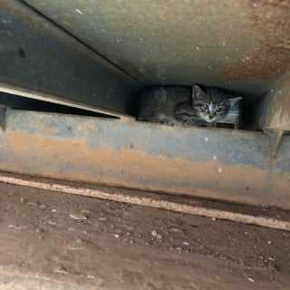 Illustration de l'article : Après avoir perdu son frère, ce chaton réclame constamment de l'attention jusqu'à ce qu'il déniche son âme soeur