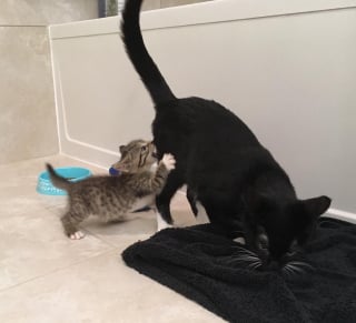 Illustration de l'article : Après avoir perdu son frère, ce chaton réclame constamment de l'attention jusqu'à ce qu'il déniche son âme soeur