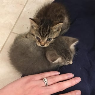 Illustration de l'article : Après avoir perdu son frère, ce chaton réclame constamment de l'attention jusqu'à ce qu'il déniche son âme soeur