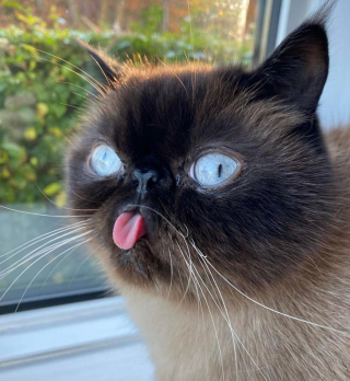Illustration de l'article : 12 photos d'animaux de compagnie qui réchaufferont votre âme