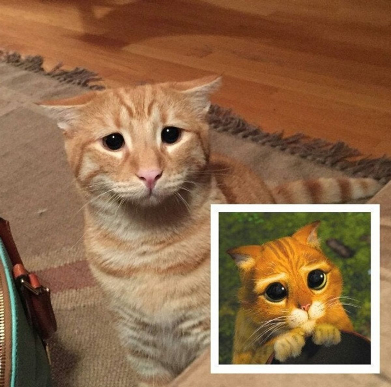 https://www.woopets.fr/assets/ckeditor/2022/feb/actualities/13076/xl/a1c7a7591ea72c02f331b3014e.jpg