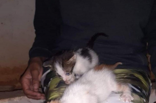 Illustration de l'article : En vacances, elle porte secours à 6 chatons vivant dans la rue, dont l'un a été jeté dans une poubelle