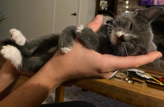 Illustration de l'article : 14 photos d'animaux de compagnie pour booster votre bonne humeur