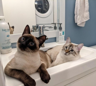 Illustration de l'article : 14 photos d'animaux de compagnie pour booster votre bonne humeur