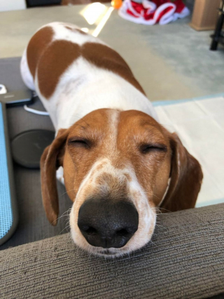 Illustration de l'article : 14 photos d'animaux de compagnie pour booster votre bonne humeur