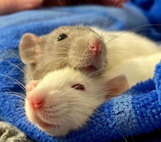 Illustration de l'article : 14 photos d'animaux de compagnie pour booster votre bonne humeur