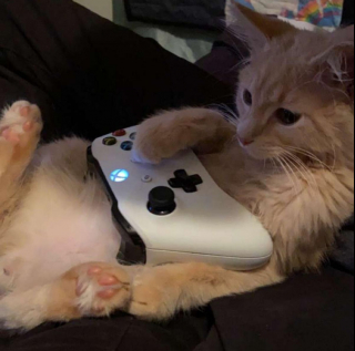 Illustration de l'article : 14 photos d'animaux de compagnie pour booster votre bonne humeur