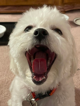 Illustration de l'article : 14 photos d'animaux de compagnie pour booster votre bonne humeur
