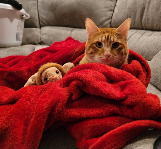 Illustration de l'article : 14 photos d'animaux de compagnie pour booster votre bonne humeur