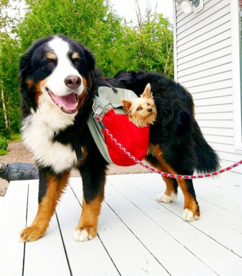 https://www.woopets.fr/assets/ckeditor/2022/feb/actualities/13082/xl/xx-photos-adorables-chiens-cohabitent-parfaitement-malgre-leur-difference-taille-073a73283.jpg
