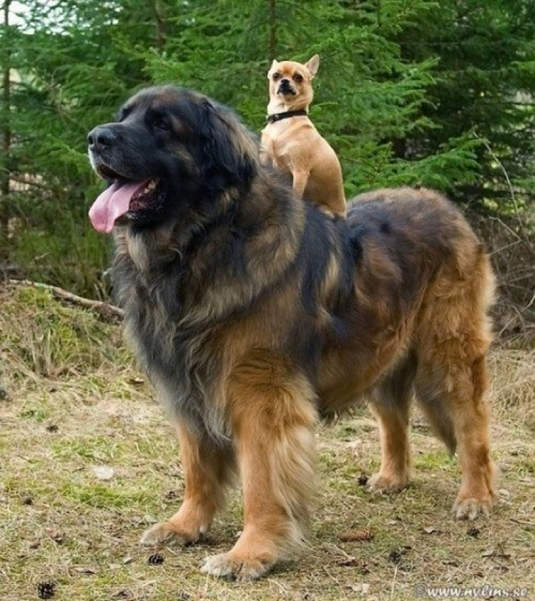 https://www.woopets.fr/assets/ckeditor/2022/feb/actualities/13082/xl/xx-photos-adorables-chiens-cohabitent-parfaitement-malgre-leur-difference-taille-b111ea6e8.jpg