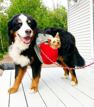 Illustration de l'article : 11 photos adorables de chiens qui cohabitent parfaitement malgré leur différence de taille