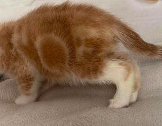 Illustration de l'article : « Volontaire » et « déterminé », 2 qualificatifs qui siéent parfaitement à ce chaton dont l'arrière-train est paralysé
