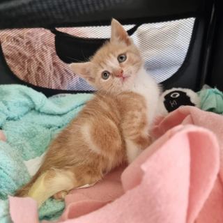 Illustration de l'article : « Volontaire » et « déterminé », 2 qualificatifs qui siéent parfaitement à ce chaton dont l'arrière-train est paralysé