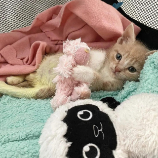 Illustration de l'article : « Volontaire » et « déterminé », 2 qualificatifs qui siéent parfaitement à ce chaton dont l'arrière-train est paralysé