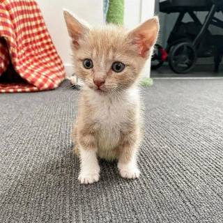 Illustration de l'article : « Volontaire » et « déterminé », 2 qualificatifs qui siéent parfaitement à ce chaton dont l'arrière-train est paralysé
