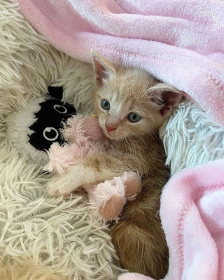 Illustration de l'article : « Volontaire » et « déterminé », 2 qualificatifs qui siéent parfaitement à ce chaton dont l'arrière-train est paralysé
