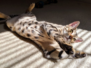 Illustration de l'article : 18 photos de chats qui aiment montrer leur ventre